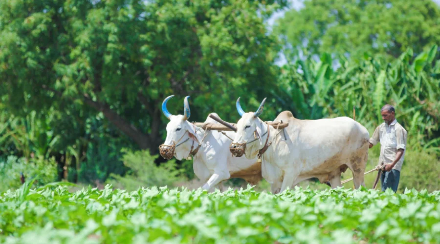 Ancient Wisdom, Modern Practices: Secrets of Traditional Natural Farming